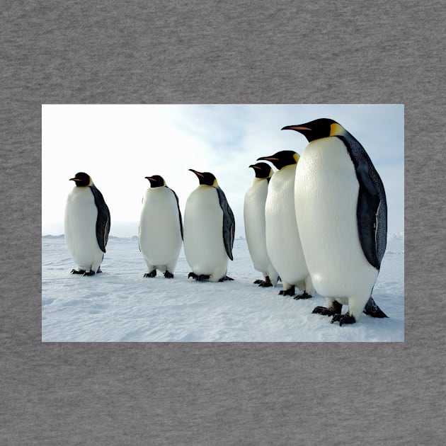 Lined Up Emperor Penguins Photograph by Bravuramedia